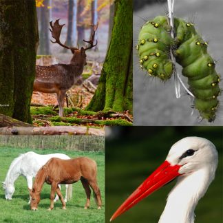 Monde Animal - Dieren wereld - Animal World